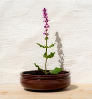 UND Legacy Bolle Kaffe Ø21