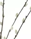 House Doctor Kunstig Gren Gåsunger H95 (151-900001477)