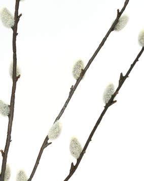 House Doctor Kunstig Gren Gåsunger H95