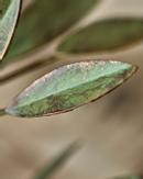 House Doctor Leaves Lysestake Metall H20 (151-205340405)