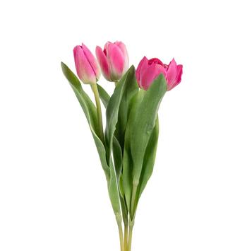 Mr Plant Kunstig Stilkblomst Tulipan-Rosa H36