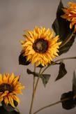 Mr Plant Kunstig Stilkblomst Solsikke H115 (260-4719-50)