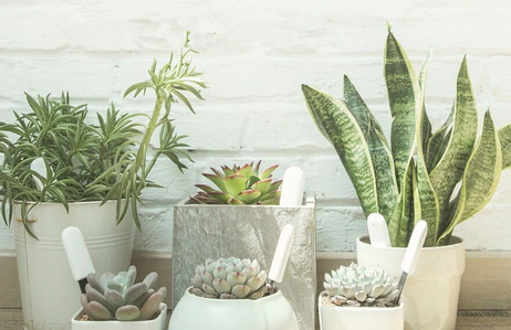 Xiaomi smart plantesensor med Bluetooth Måler fuktighet,  næringsinnhold,  temperatur og lys (VegTrug Flora Monitor) (FLORA-MONITOR)