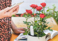 Xiaomi smart plantesensor med Bluetooth Måler fuktighet,  næringsinnhold,  temperatur og lys (VegTrug Flora Monitor) (FLORA-MONITOR)