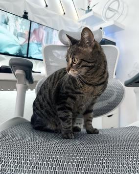 Sihoo C300 Pro ergonomisk kontorstol hvit - 5 års garanti (SH-C300-PRO-M102)