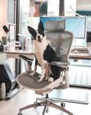 Sihoo C300 Pro ergonomisk kontorstol hvit - 5 års garanti (SH-C300-PRO-M102)