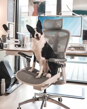 Sihoo C300 Pro ergonomisk kontorstol hvit - 5 års garanti (SH-C300-PRO-M102)